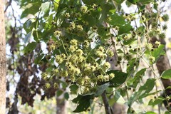 Uncaria sessilifructus